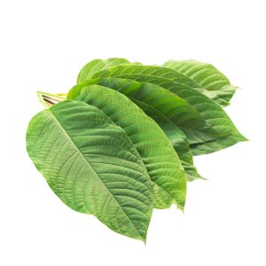 Camphor Essential Oil