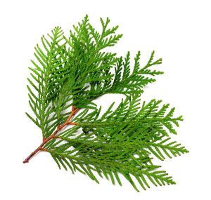 Cedarwood Essential Oil