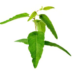 Eucalyptus Essential Oil