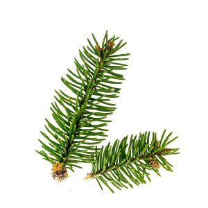 Fir Balsam Essential Oil