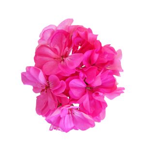 Geranium Essential Oil