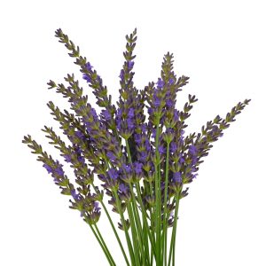 Lavender Essential Oil
