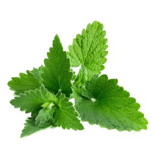 Patchouli Essential Oil