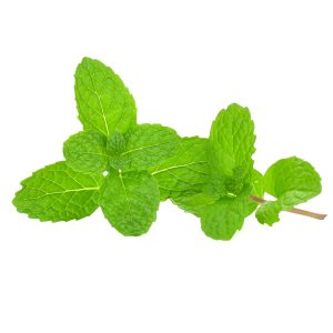 Peppermint Essential Oil