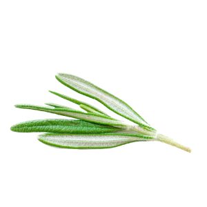 Rosemary Essential Oil