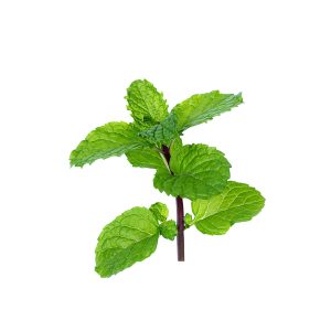 Spearmint Essential Oil Blend