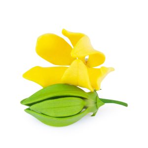 Ylang Ylang Essential Oil